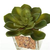 Wadigo lot de 6 petits cactus en plastique