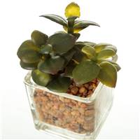 Wadigo lot de 6 petits cactus en plastique