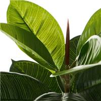 Exotica ficus artificiel en pot 3 branches