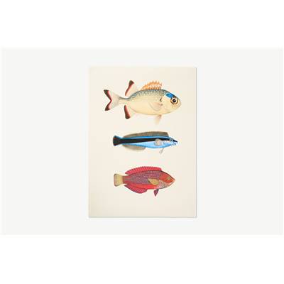 Fishes affiche illustrée