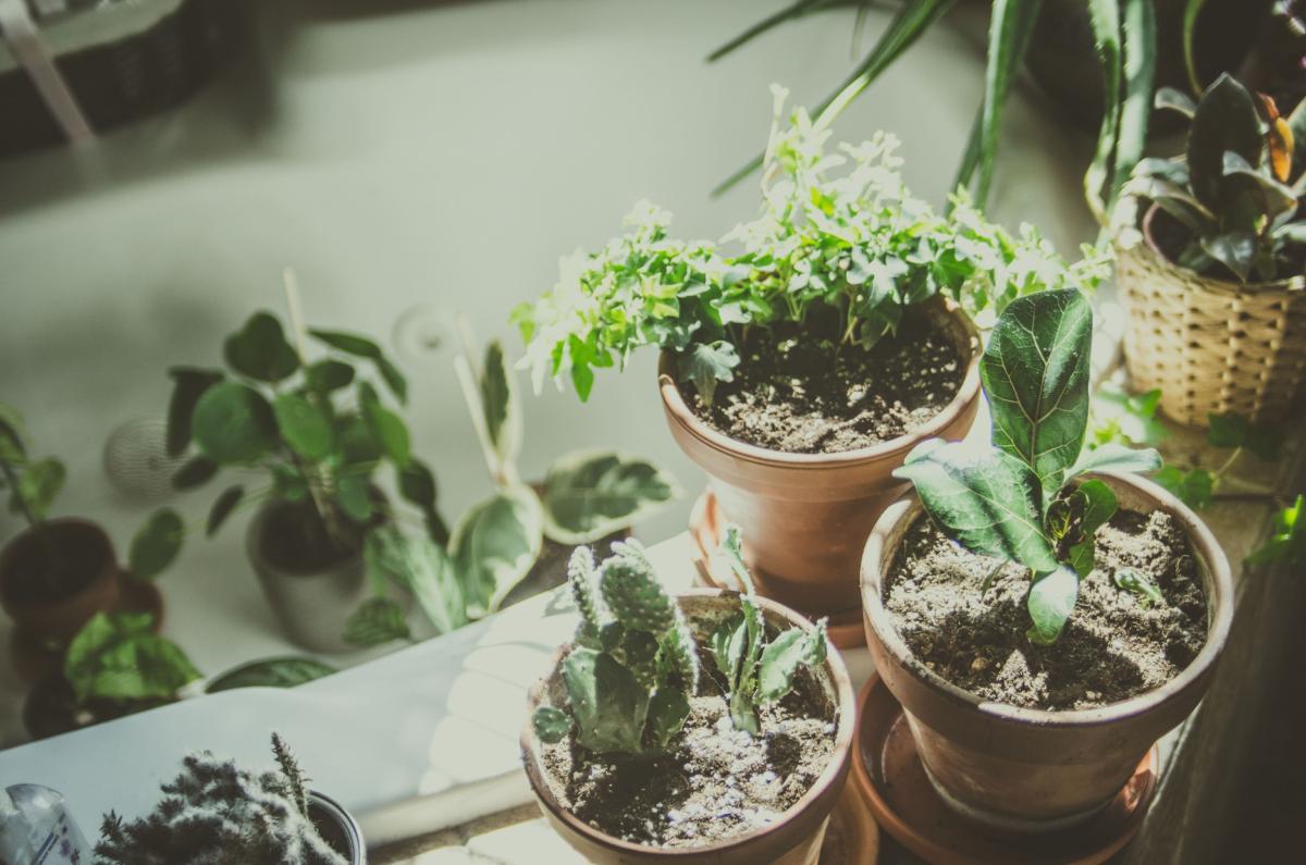 Les plantes et les arbres d'intérieur Les plantes et les arbres d'intérieur